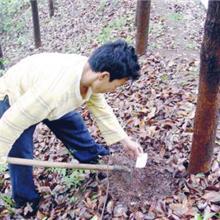 滅白蟻防治白蟻廠家