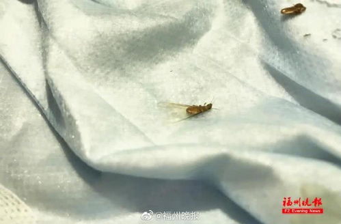 福州白蟻季來臨，千萬別這樣做！專業防治指南請收好