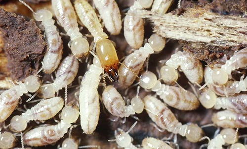 白蟻入侵 探尋家中不速之客的來源與途徑