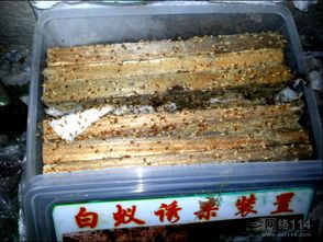 白蟻 隱秘的建筑師與生態守護者