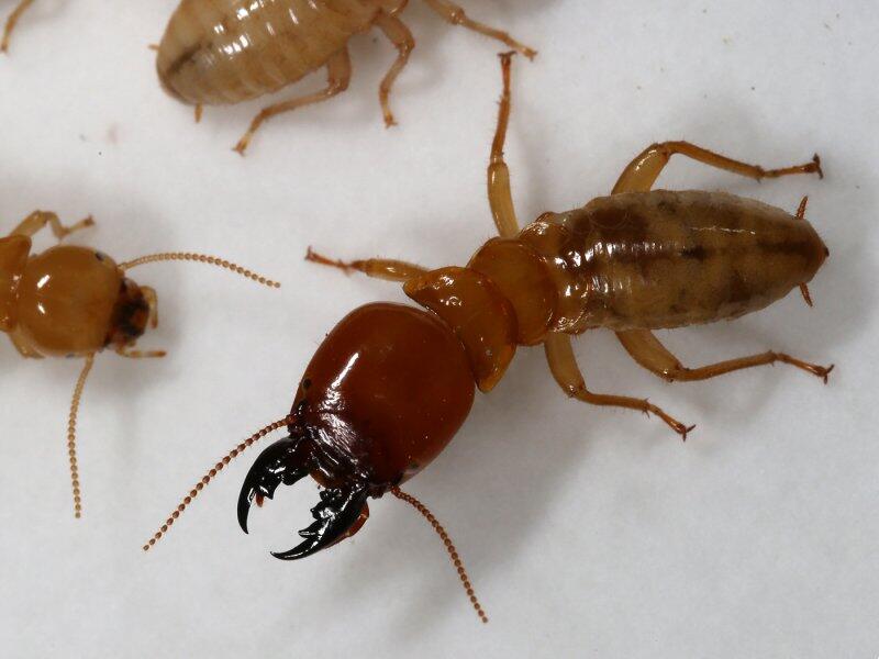 探秘隱秘王國 那些鮮為人知的白蟻圖鑒